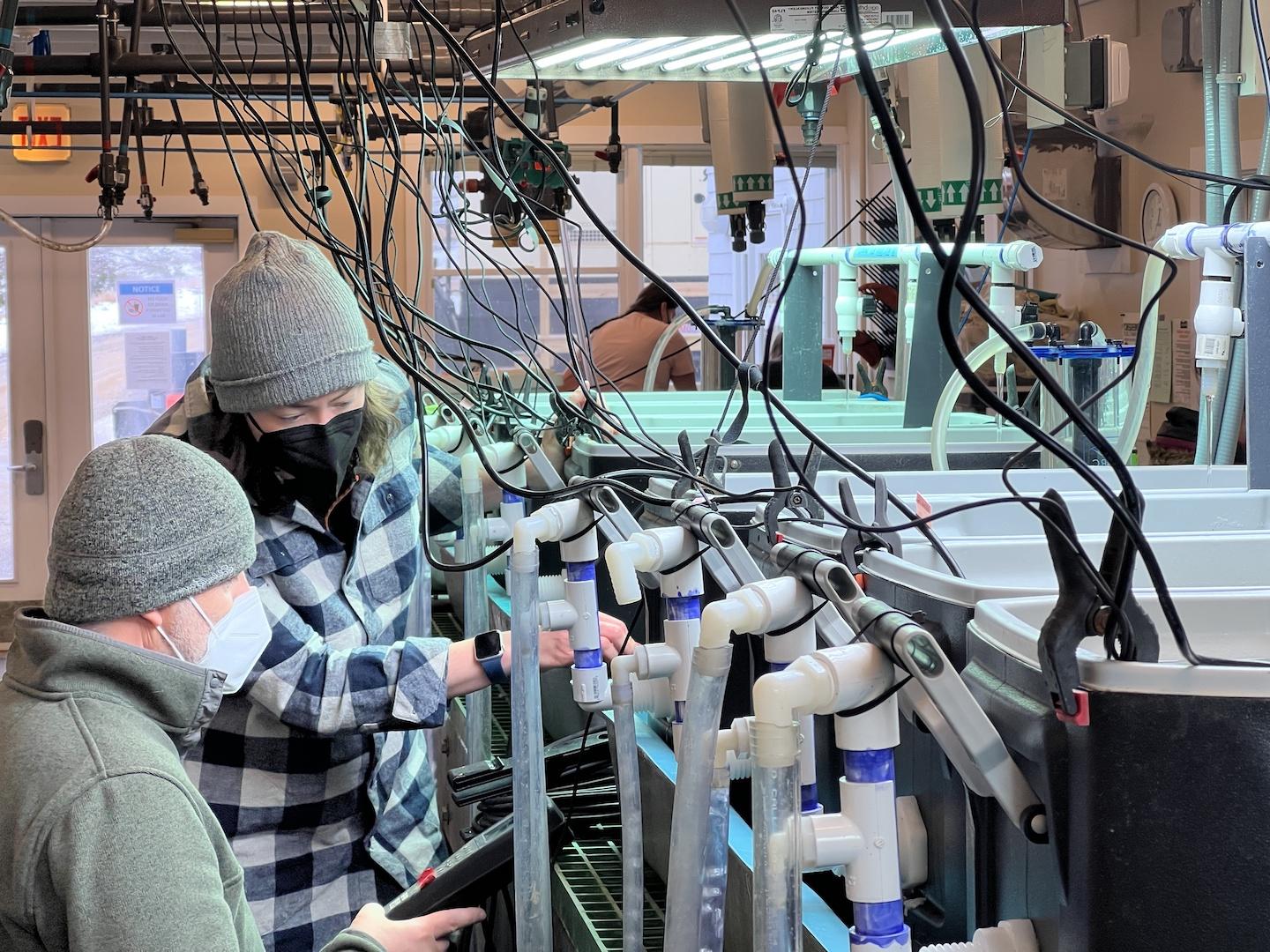 Michele Lavigne in wet lab at Coastal Studies Center